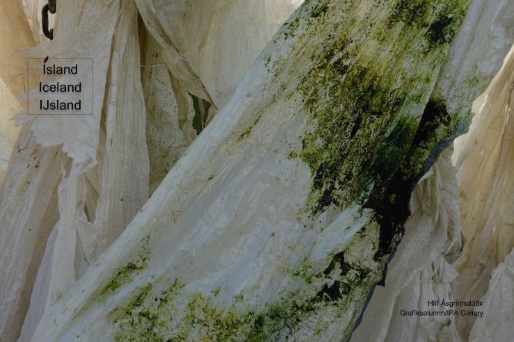 11053118_10206860718294716_7336487715406713759_o-6 (1)